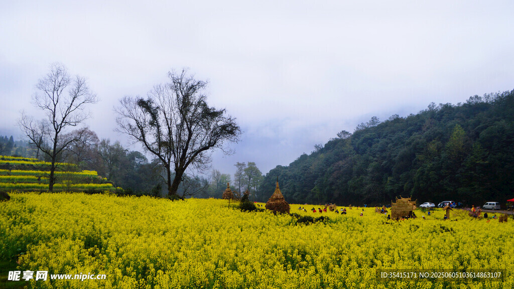 金黄油菜田与远山风景