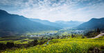 山间油菜花海田园美景