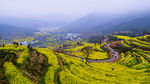 山间油菜花海田园美景