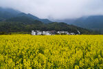 金黄油菜花海中的山村