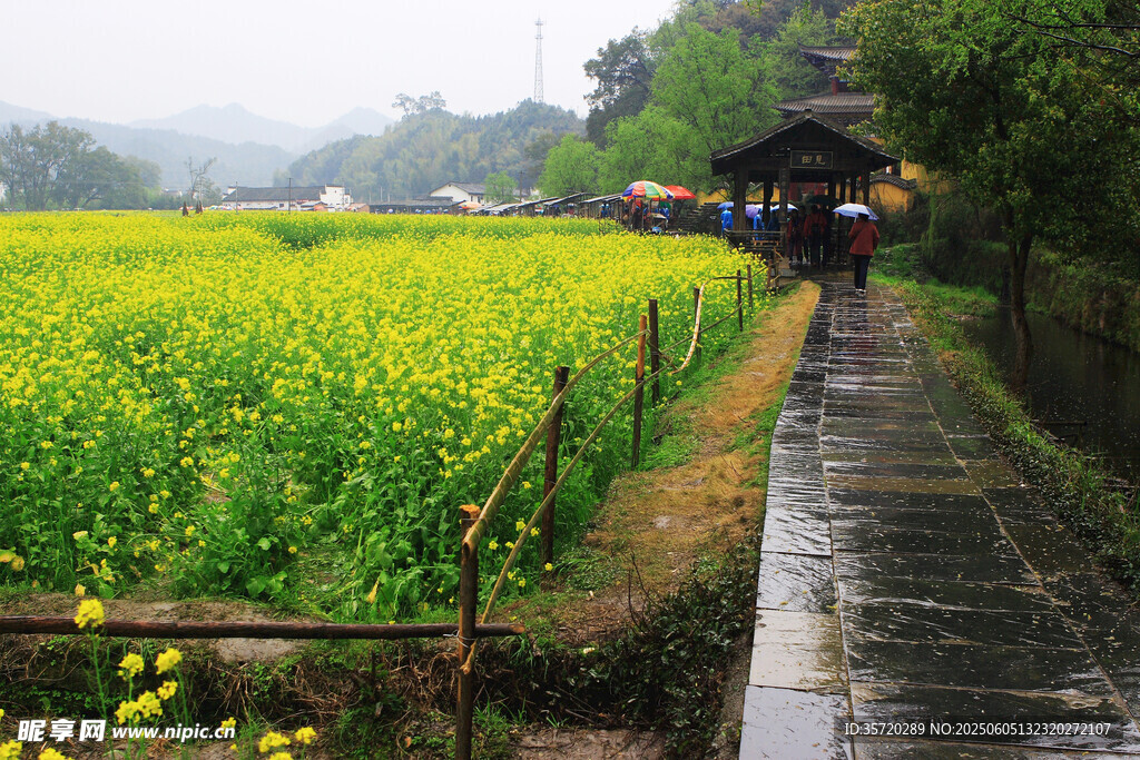 雨中油菜花田旁的小道