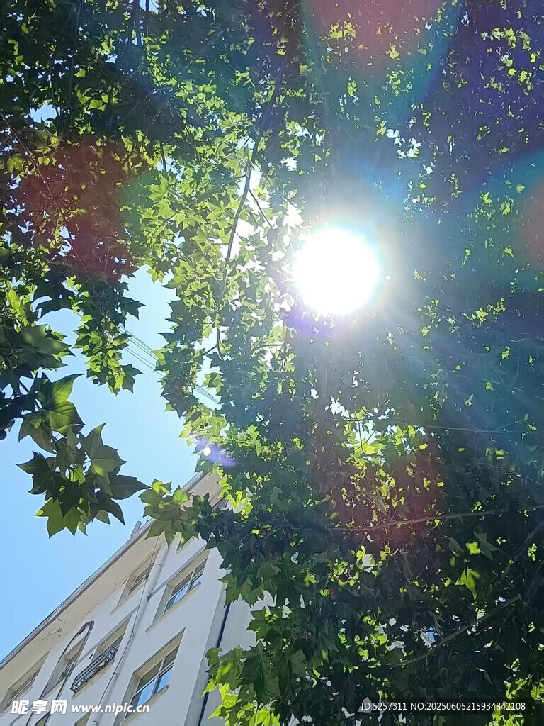 阳光透过树叶照耀高楼