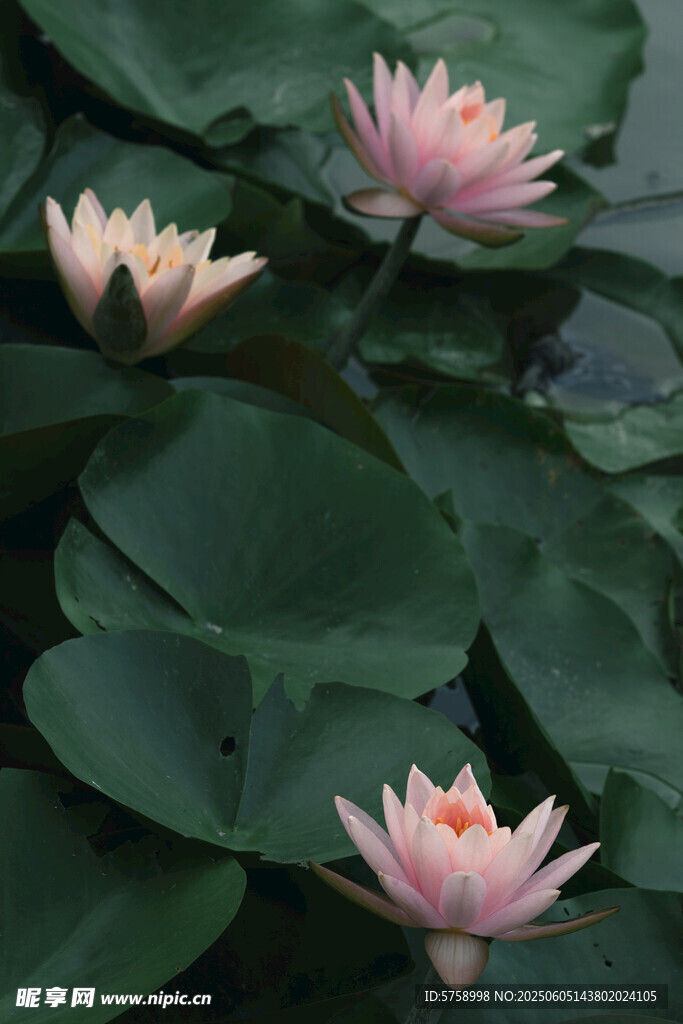 水中绽放的美丽粉色睡莲