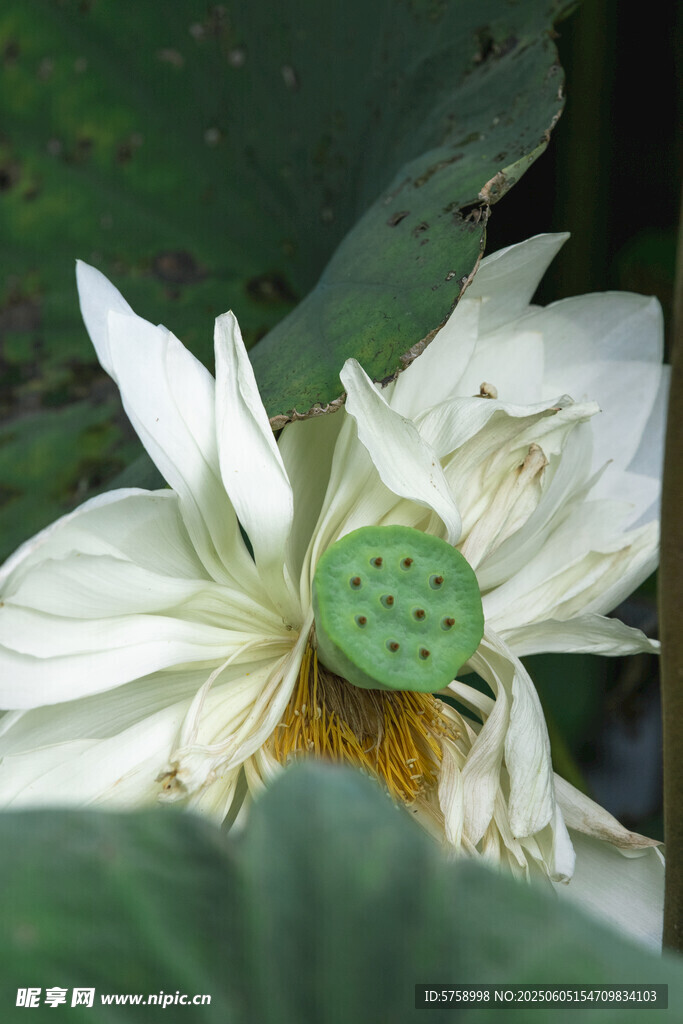 白色莲花绽放