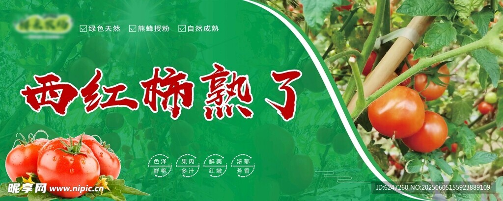 西红柿熟了 