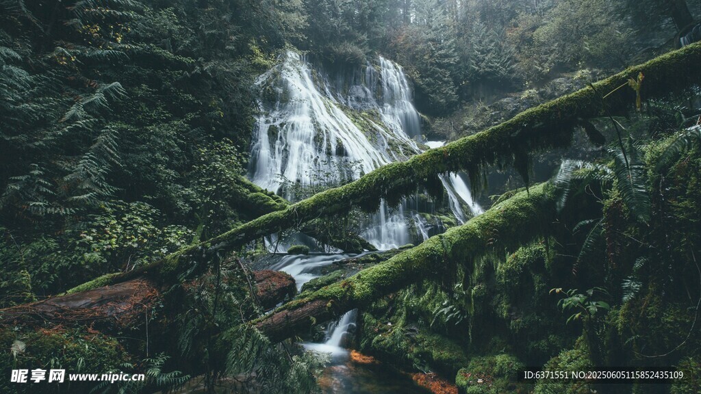 森林景观