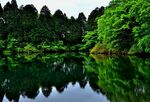 森林景观