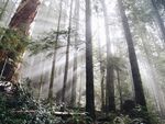 森林景观