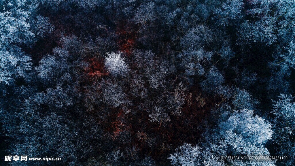 森林景观