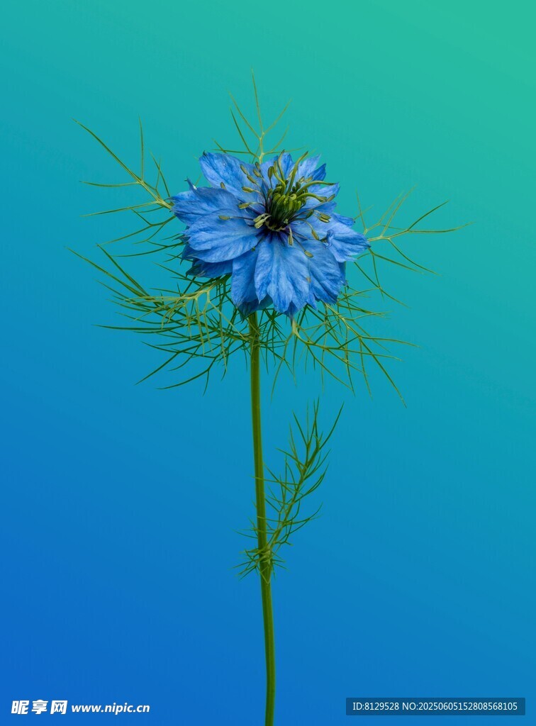 蓝色花朵特写