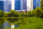 城市湖畔绿意盎然景观