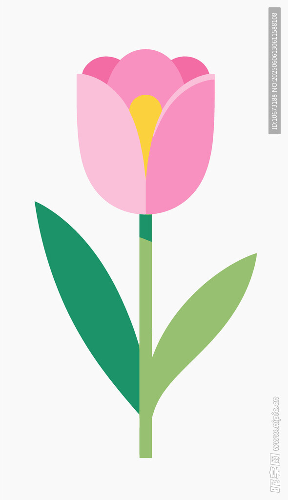 粉色郁金香插画