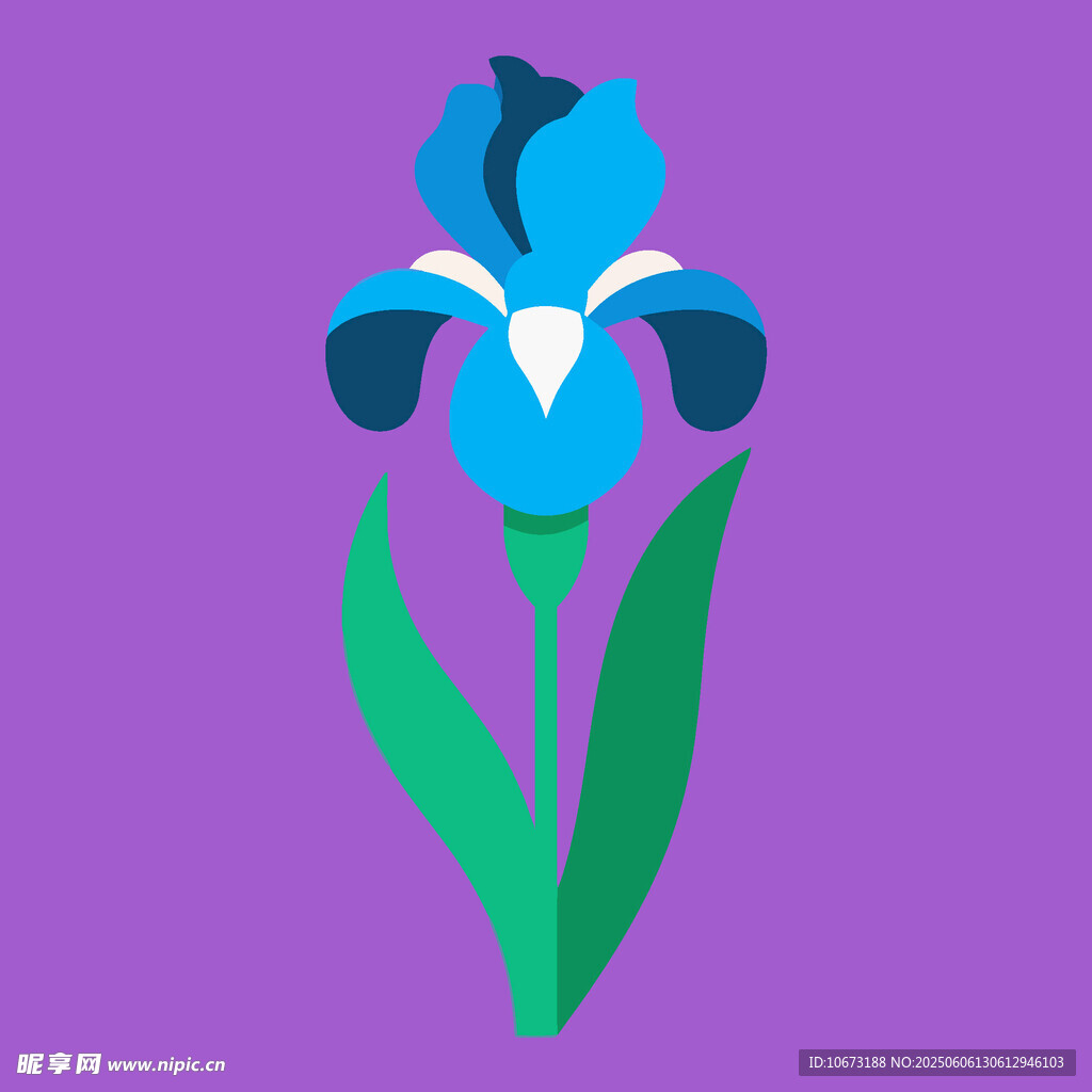 紫色鸢尾花插画