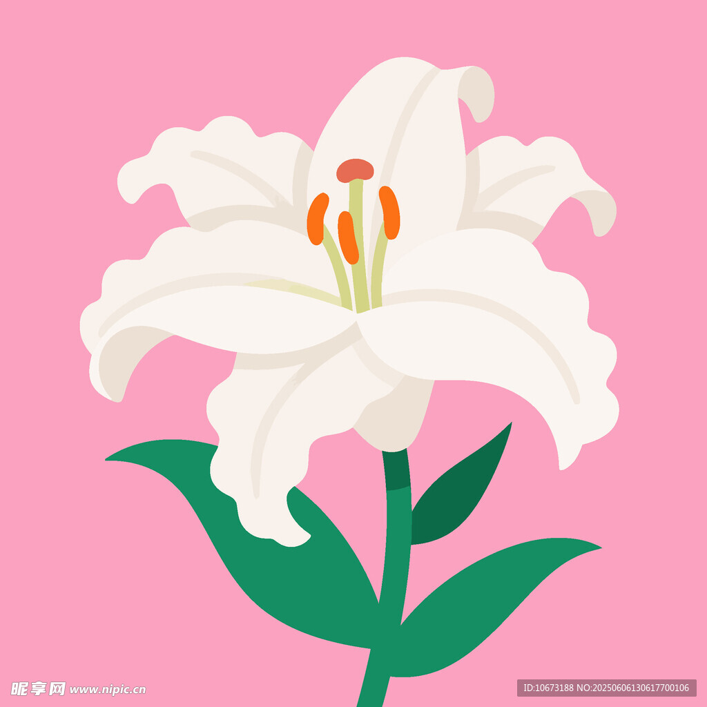 粉色背景下的白色百合花
