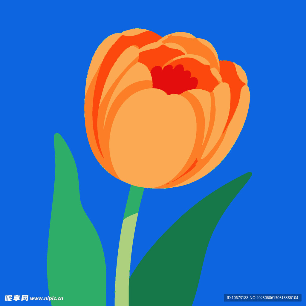 橙色郁金香插画