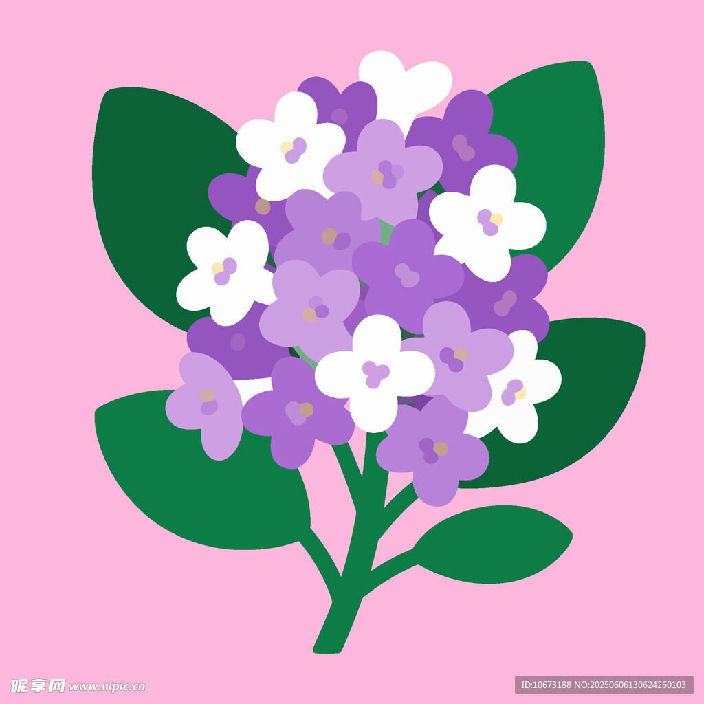 紫色绣球花插画