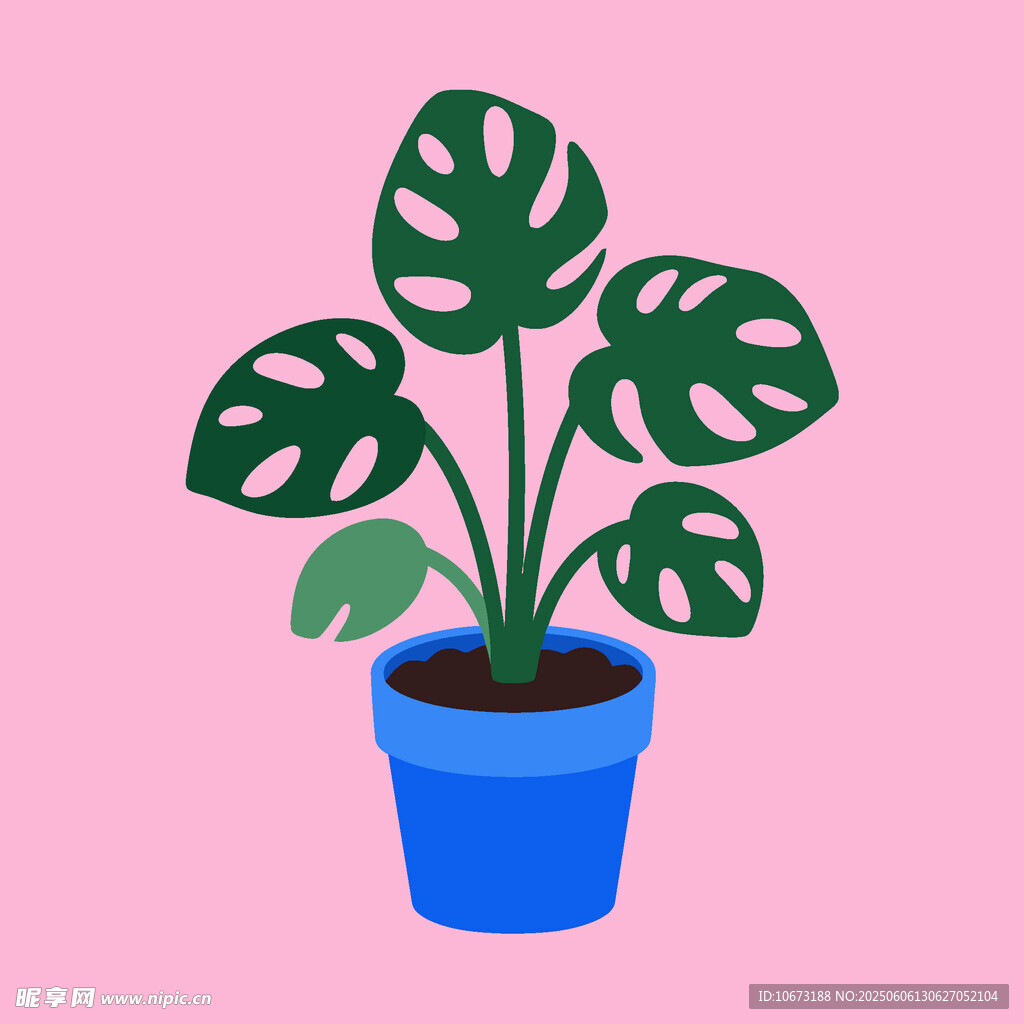 蓝色花盆中的龟背竹植物