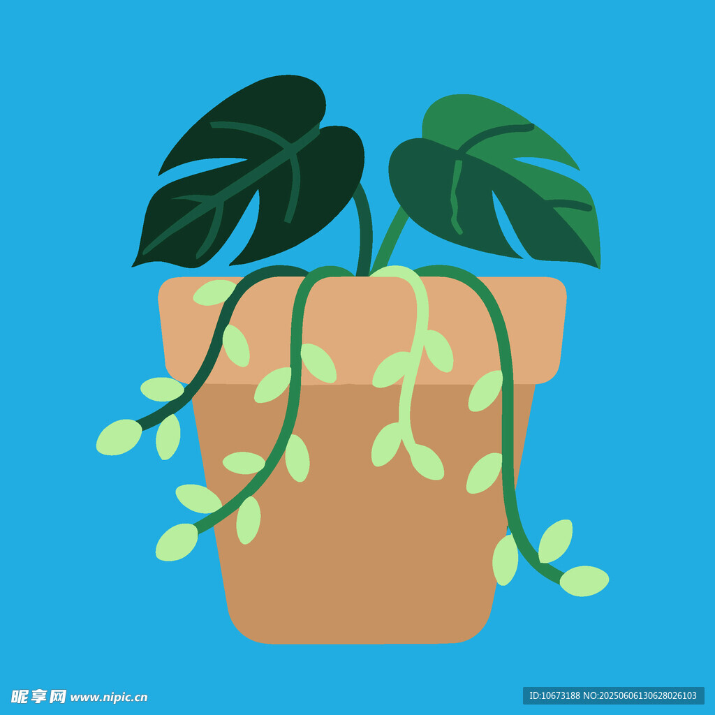 盆栽龟背竹 清新绿植画面