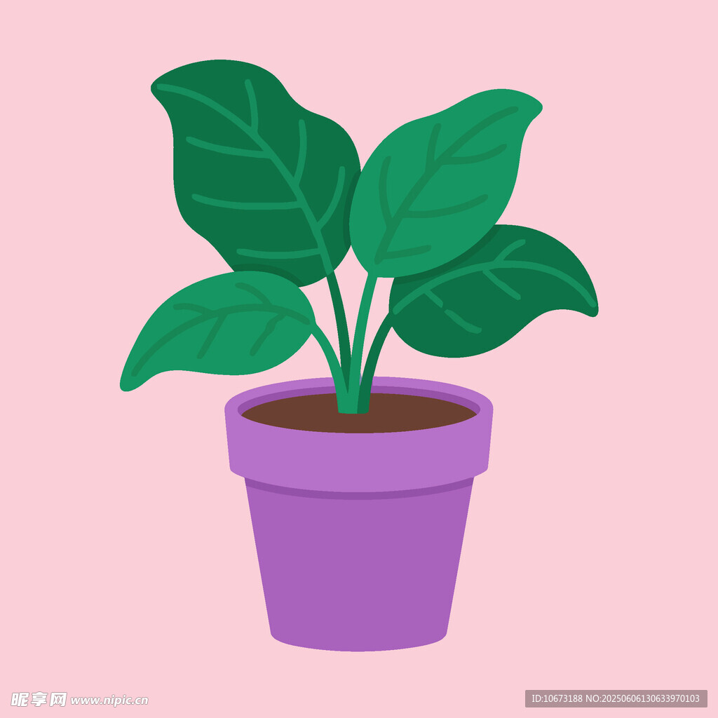 紫色花盆中的绿叶植物