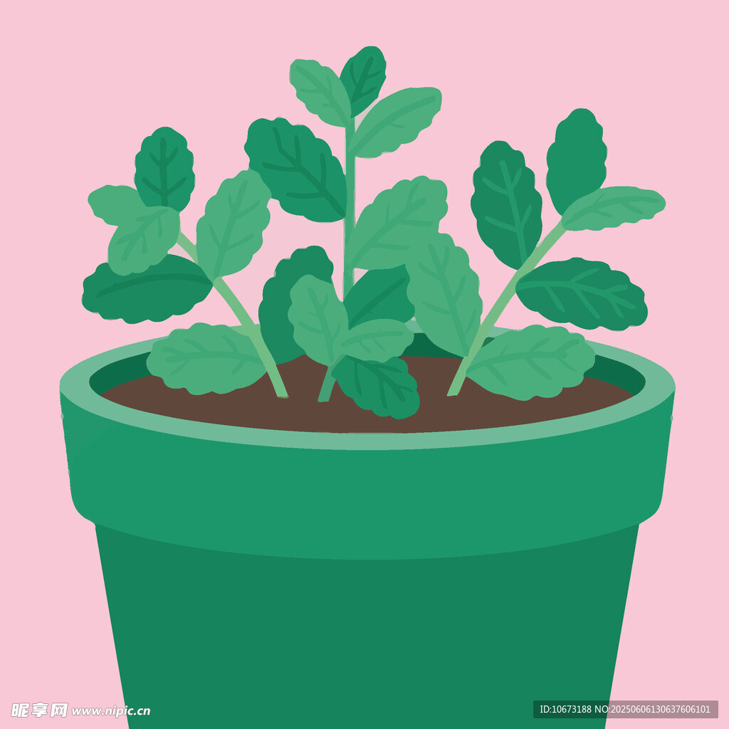 绿色盆栽中的清新植物