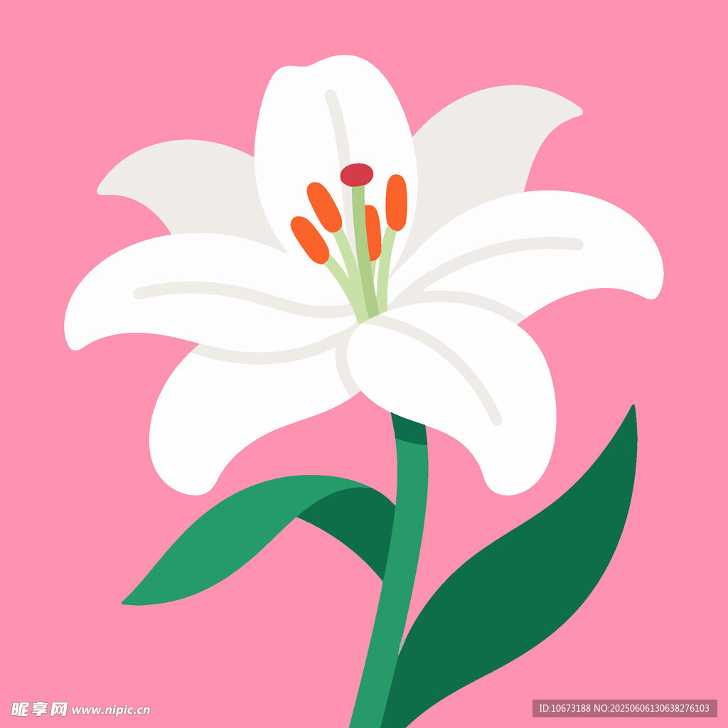粉色背景上的白色百合花