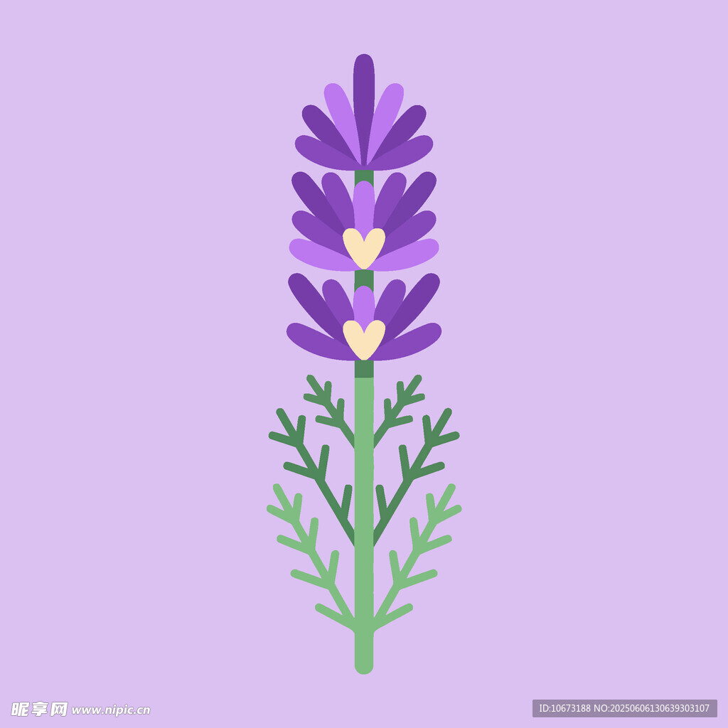 紫色薰衣草插画