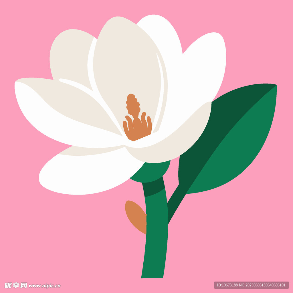 粉色背景上的白色玉兰花