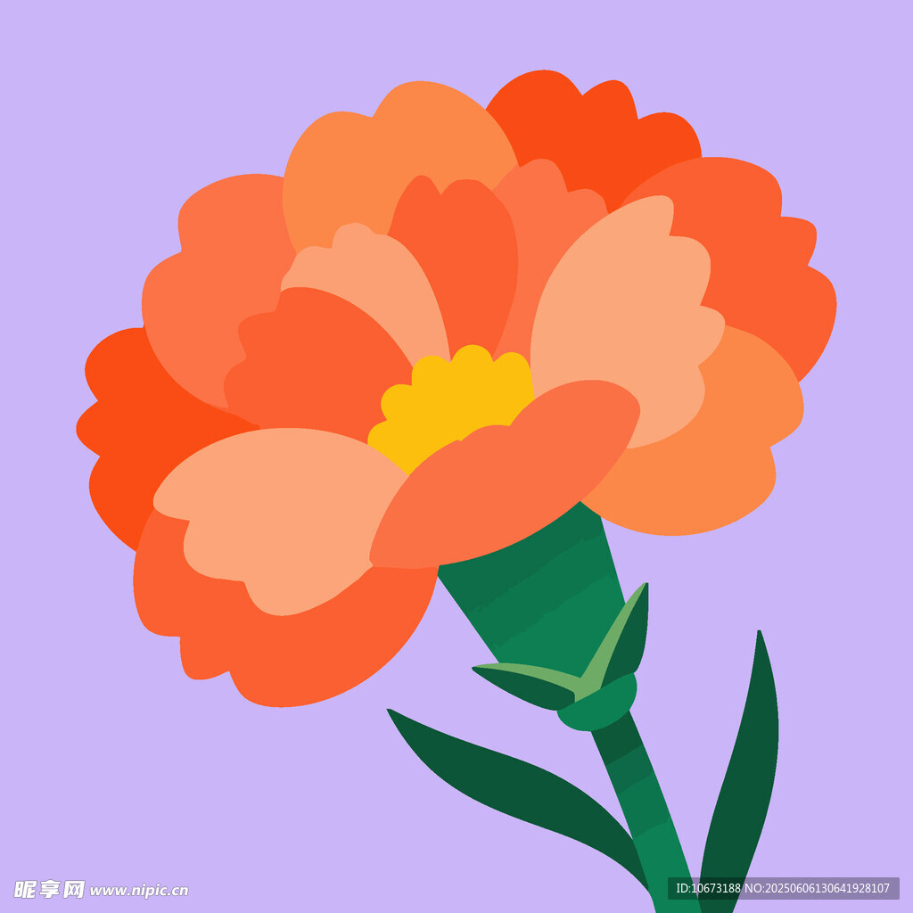 橙色康乃馨插画