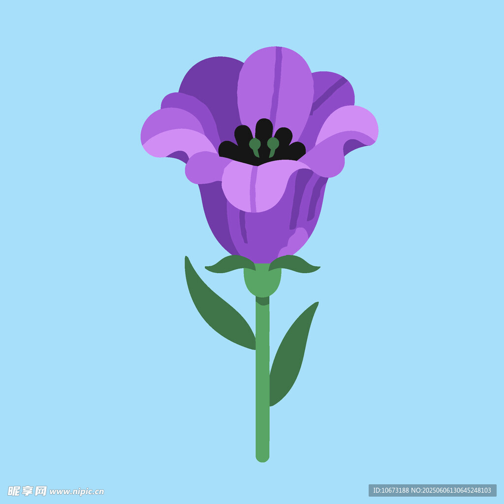 紫色风铃花插画