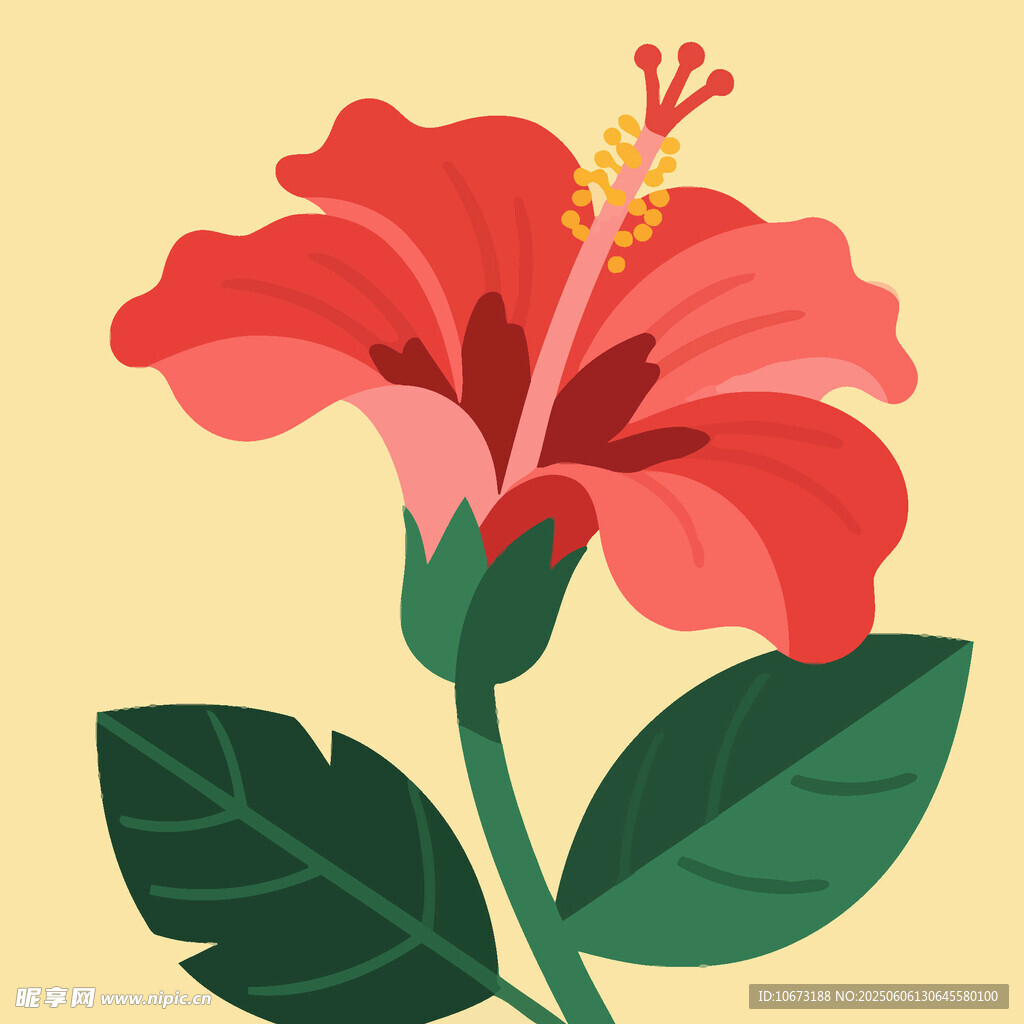 鲜艳扶桑花插画