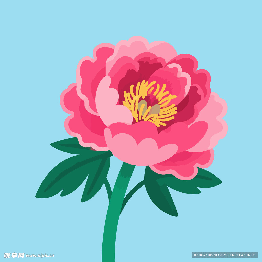 粉色牡丹花插画