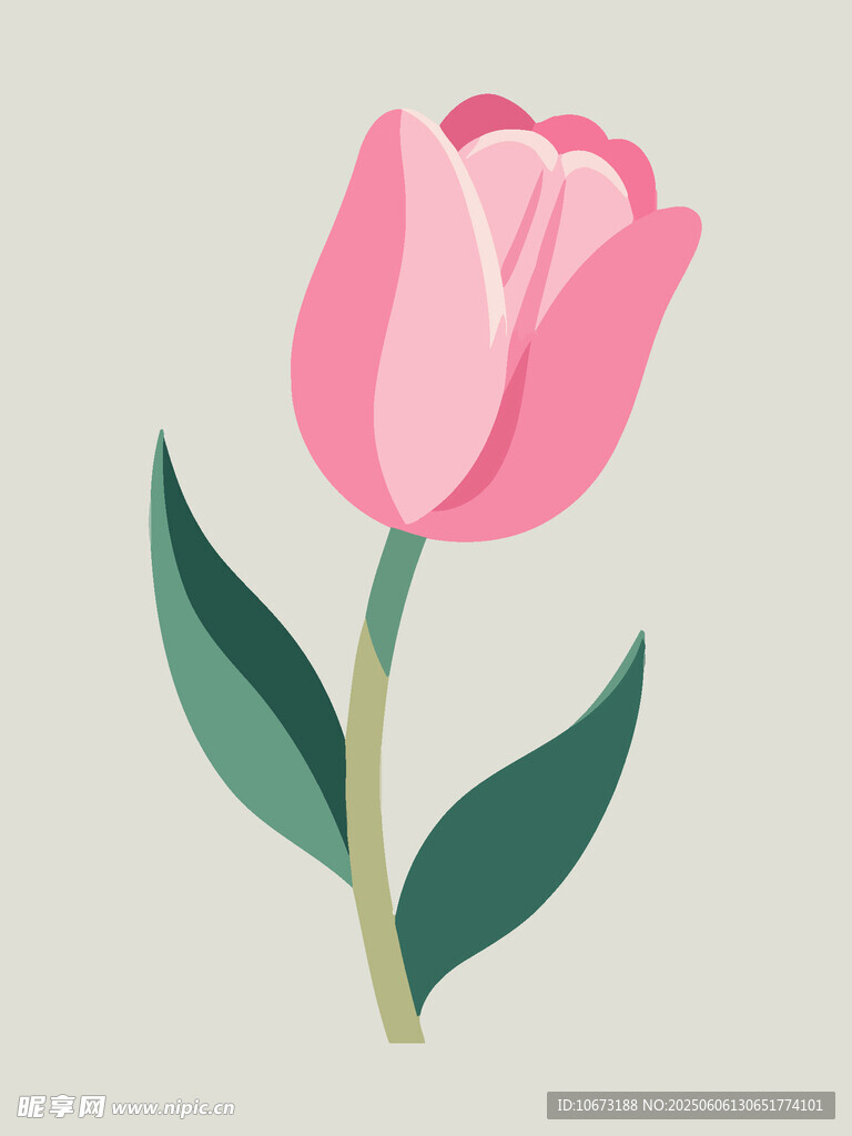 粉色郁金香插画