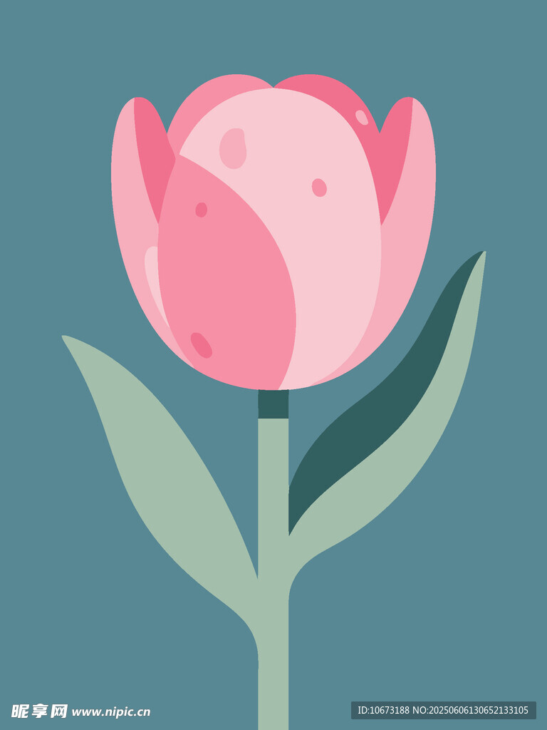 粉色郁金香插画