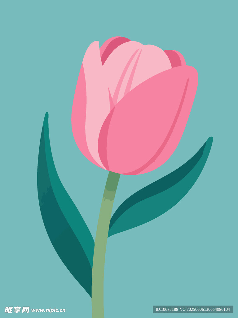 粉色郁金香插画