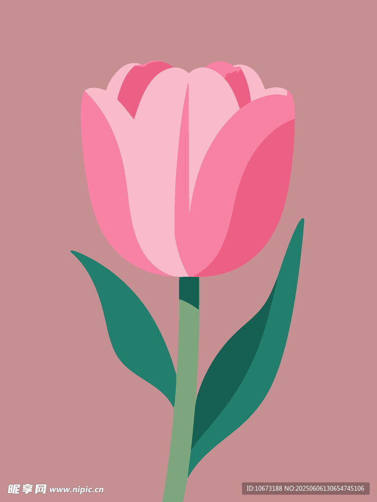 粉色郁金香插画