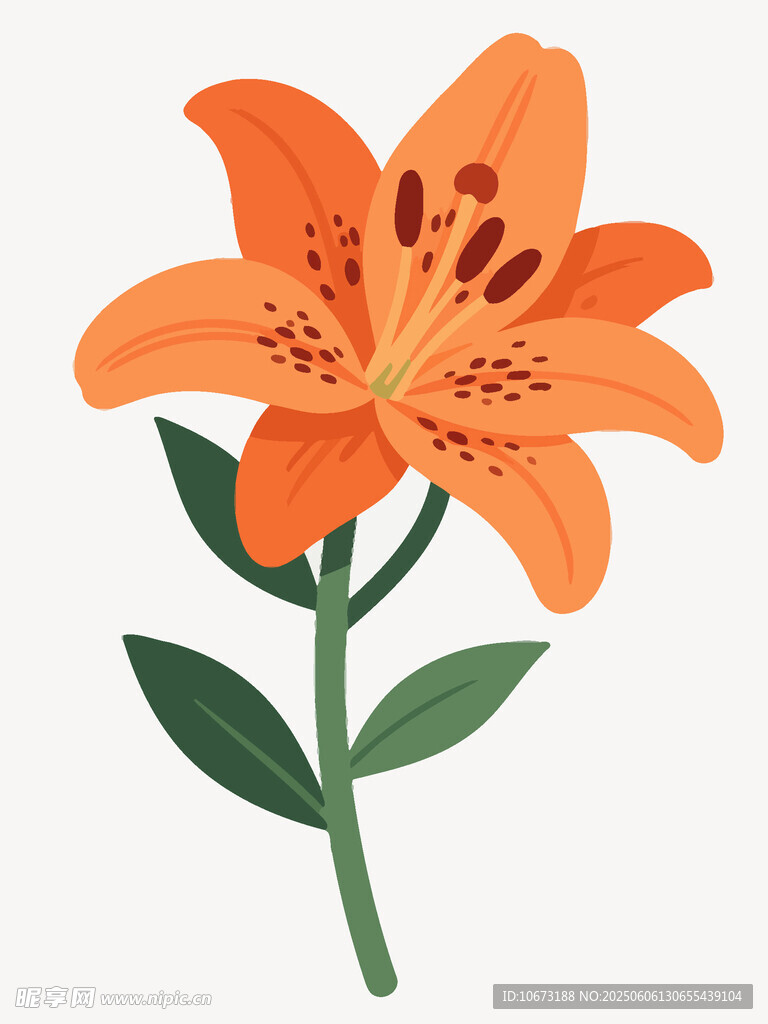 橙色百合花插画