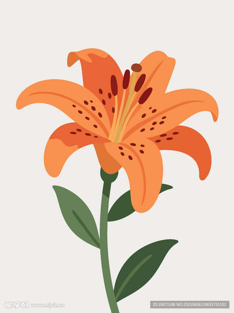 橙色百合花插画