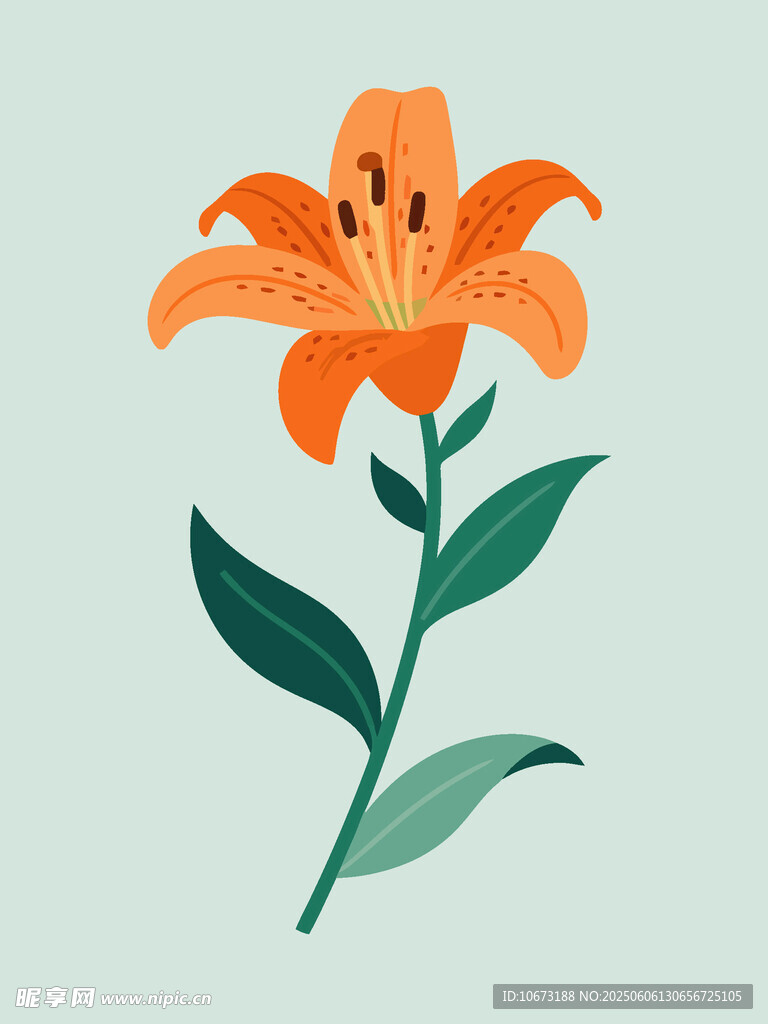 橙色百合花插画