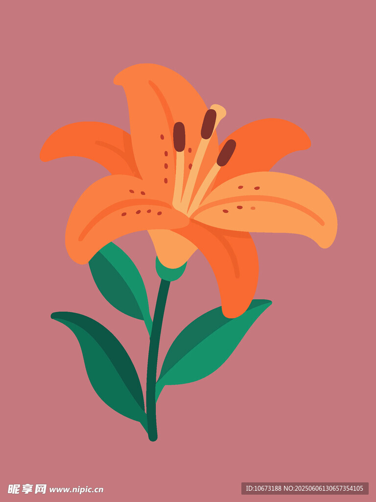 橙色百合花插画