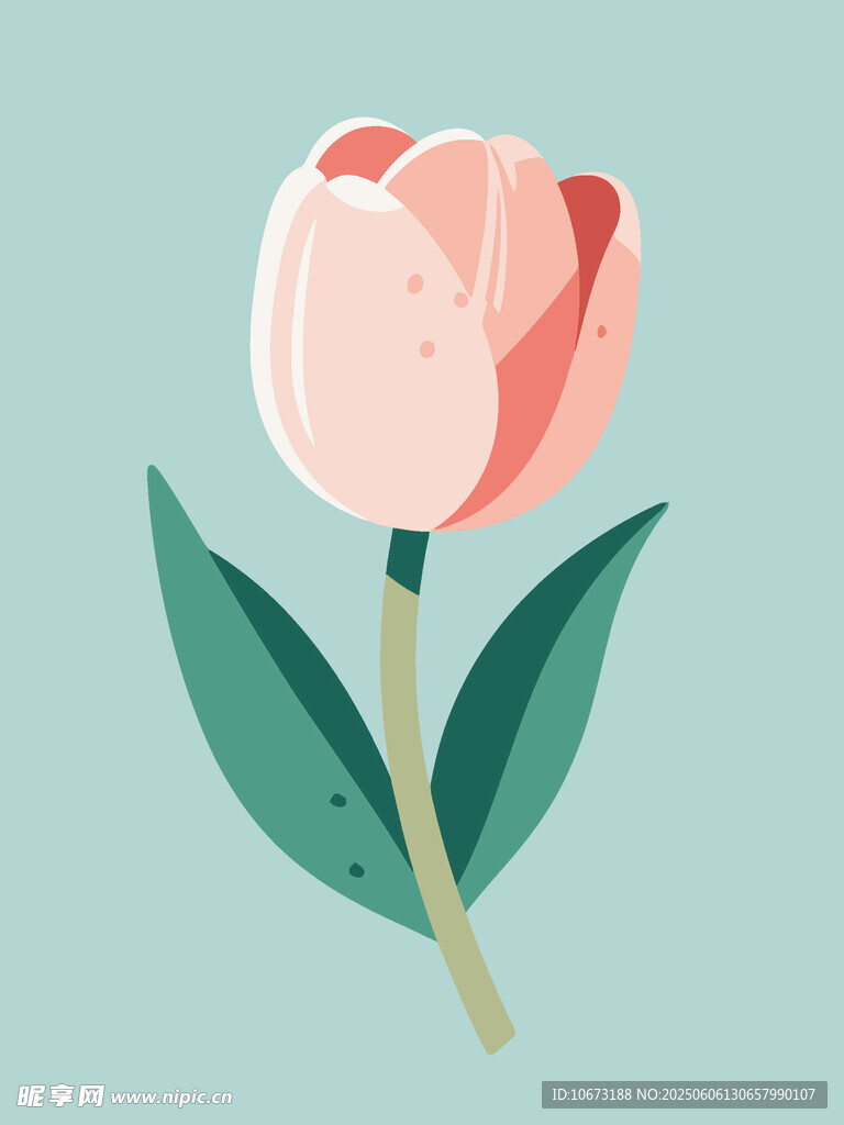 粉色郁金香插画