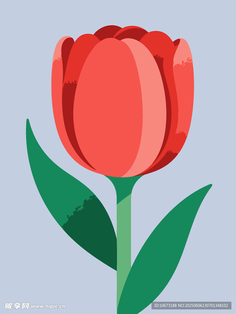 红色郁金香插画