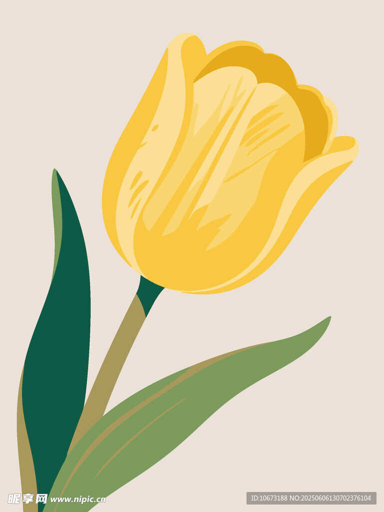 黄色郁金香插画