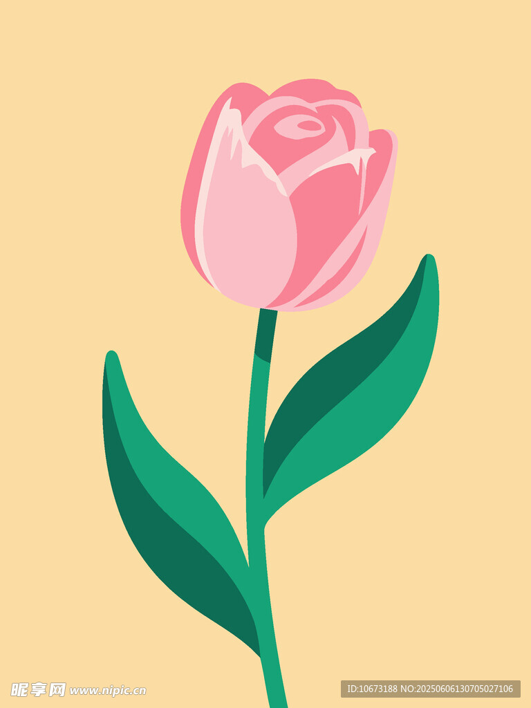 粉色郁金香插画