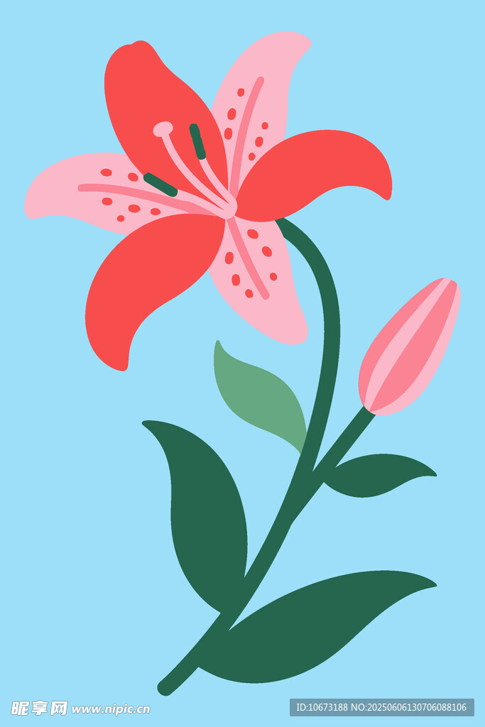 粉色百合花插画
