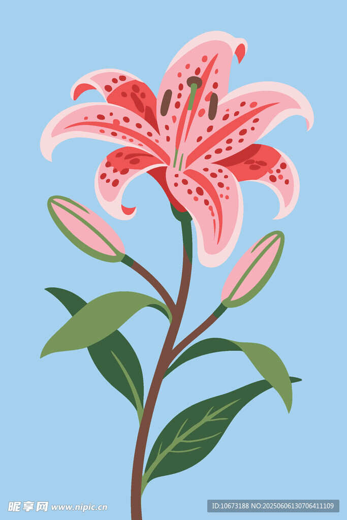粉色斑点百合花插画