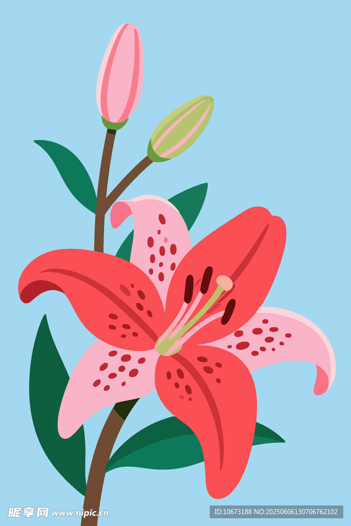 粉色百合花插画