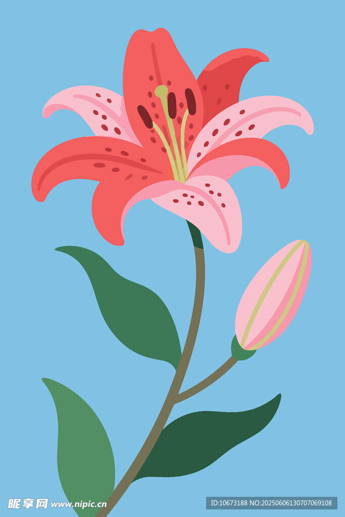 粉色百合花插画