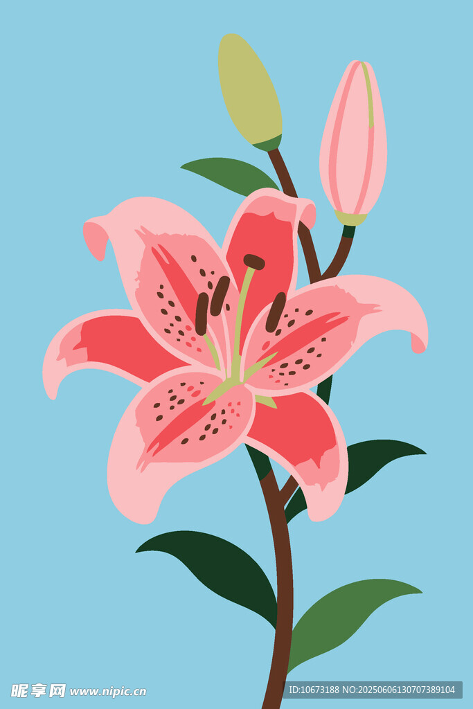 粉色百合花插画