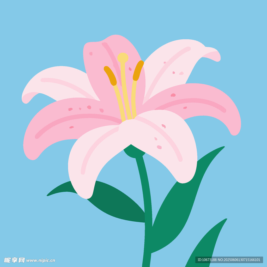 粉色百合花插画