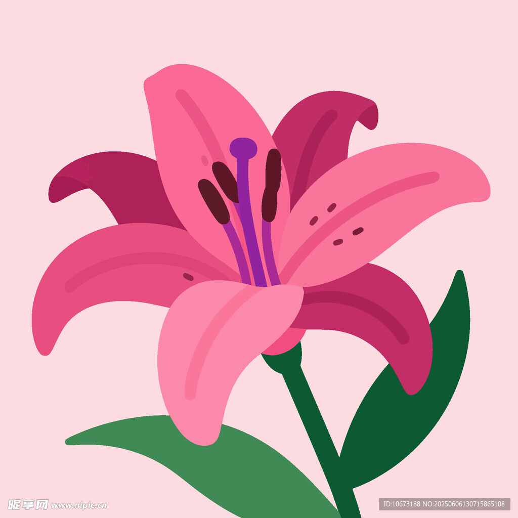 粉色百合花插画